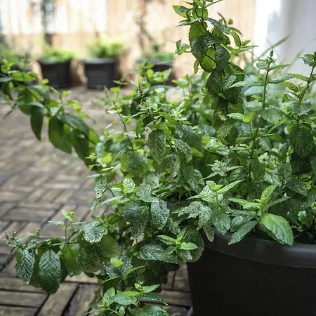 Charles Bridge & Prague